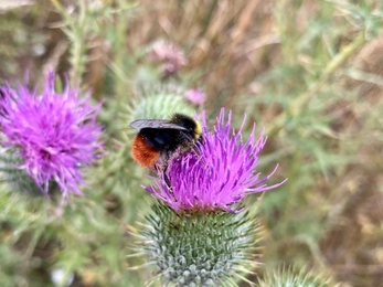 Thistles and bees at Foxburrow - Ben Calvesbert 