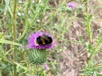 Thistles and bees at Foxburrow - Ben Calvesbert 