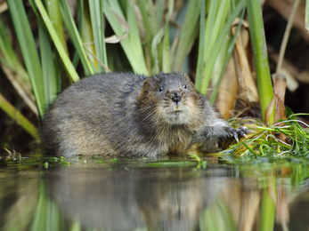Water vole - Terry Whitakker