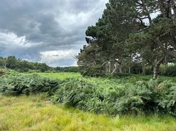 Before bracken bruising at Lound Lakes – Andy Hickinbotham 