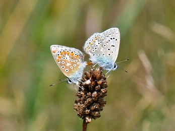 Mating common blue butterflies – Rob Quadling 