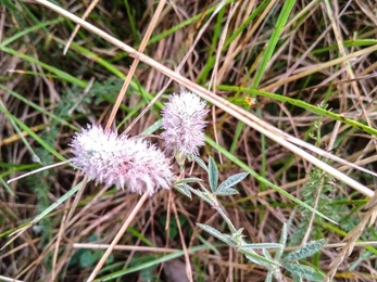 Hare’s foot clover - Roy Richardson 