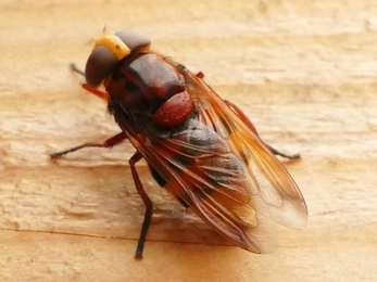 Hornet mimic hoverfly - Roy Richardson 