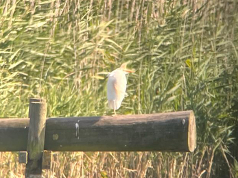 Cattle egret - Mike Gavin 