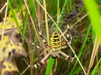 Wasp spider