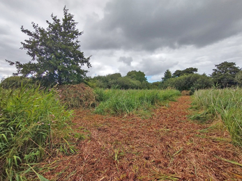 Volunteers at Carlton helped Wardens Gavin and Matt clear the next section of Sprat’s Water fen cuts this week - Lewis Yates 