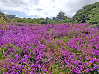 Heather at Gunton Warren – Lewis Yates 