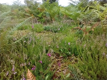 Heather at Gunton Warren – Lewis Yates 