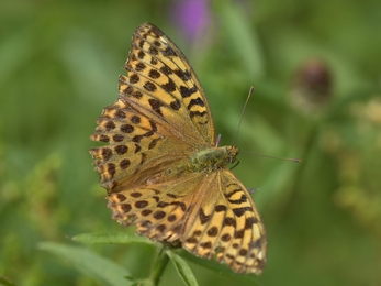 Silver washed fritillary – Gavin Durrant 