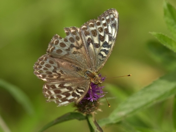 Valenzia variant of silver washed fritillary at Reydon Wood – Gavin Durrant 