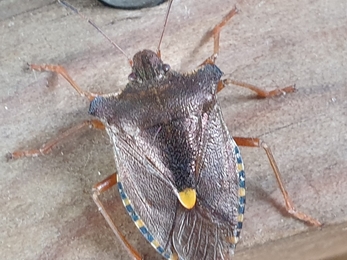 Forest bug at Church Farm Marshes – Dan Doughty 