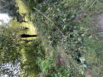 three work experience pruning trees at Lackford Lakes