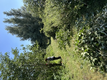 1 work experience student pruning trees at Lackford lakes