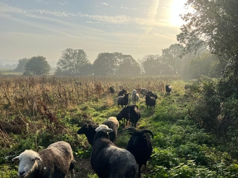 Sheep grazing at Martlesham Wilds - Nick Collinson 