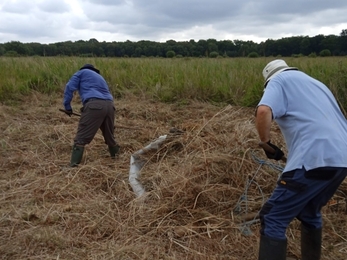 Sedge clearing at Redgrave and Lopham fen, on our annual rotation management of the saw sedge beds – Debs Crawford 