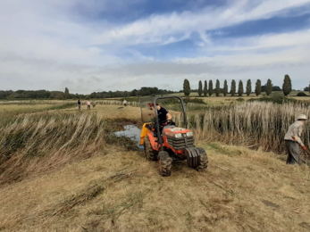 Reed management at Levington Lagoon in Suffolk