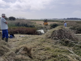 Reed management at Levington Lagoon in Suffolk