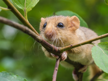 Dormouse adobe stock