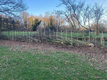 A photography of a freshly layed hedge, hedge branches can be seen woven through upright poles