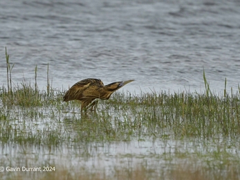 A bittern amongst shallow reeds at Carlton Marshes