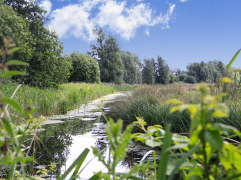 A restore dyke at Worlingham Marshes nature reserve in Suffolk