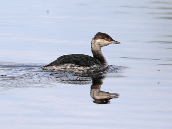 A brown-grey bird with red eyes swimming through the water