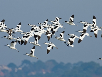 Flock of avocets flying on Brownsea Island