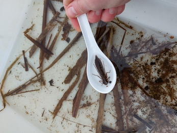 Pond dipping discoveries