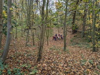 exploring the woods