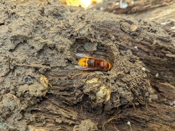 hibernating hornet found in the woods