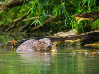 Beaver, Scotland