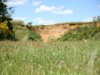 Grassland and sand cliff, Suffolk Landscape