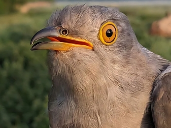 A close up photo of a cuckoo