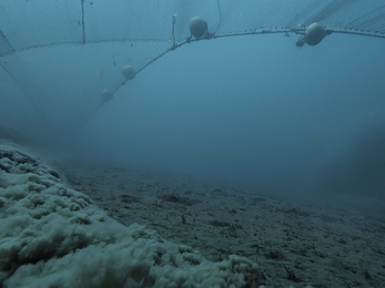 Bottom trawling, Ocean footage Silverback Films