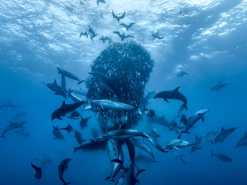 Ocean footage, Silverback Films