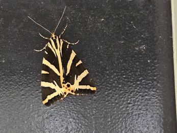 A jersey tiger moth on a black background