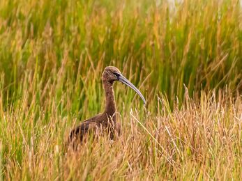 A glossy ibis stood in tall grass