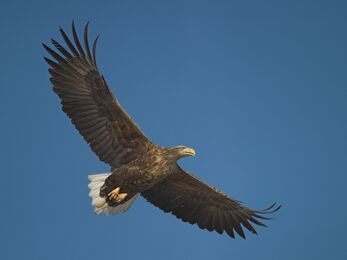 A white tailed eagle flying