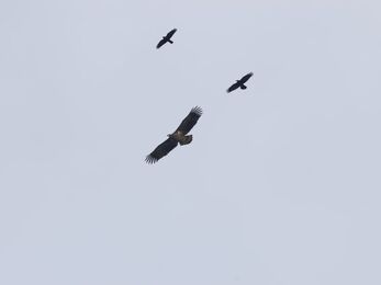 A white-tailed eagle flying high accompanied by two carrion crows