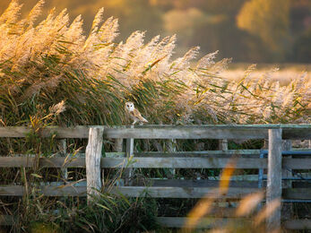 A barn owl sat on a fence in soft warm evening light