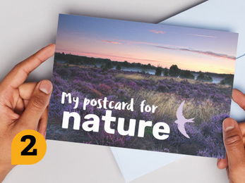 hands holding a postcard with an image of heather heathland in bloom with the words 'my postcard for nature'