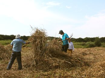 Sedge Clearing at Redgrave - July 2026