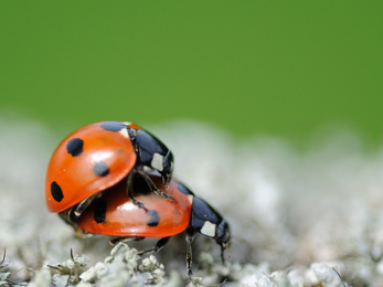 7-spot ladybirds mating - Amy Lewis