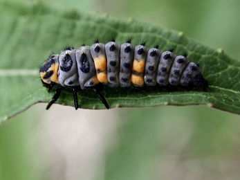 7 Spot Ladybird Larva - Les Binns