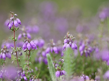 Bell Heather (Erica cinerea) Tom Marshall