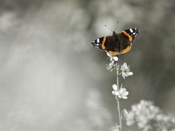 Red Admiral - Guy Edwardes