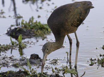 A glossy ibis probing a muddy pool margin with its beak