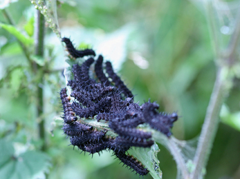 Peacock butterfly caterpillars - Vicky Nall 