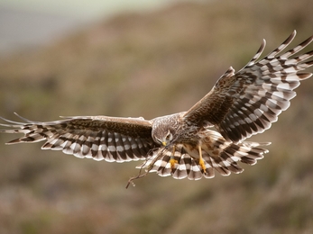 Hen harrier  - Mark Hamblin/2020VISION