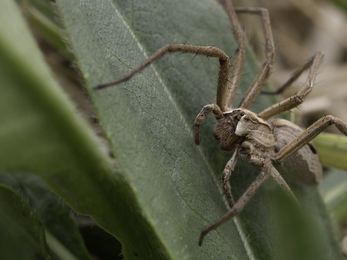 Nursery web spider - Chris Lawrence 